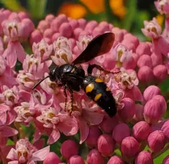 Noble Scoliid Wasp thumbnail 3