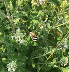 Anthophora walshii thumbnail 2