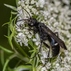 Two-spotted Spider Wasp thumbnail 2