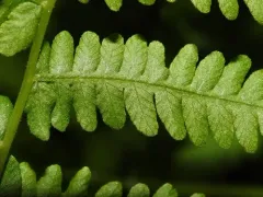 Massachusetts fern thumbnail 3