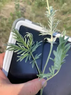 Tansy Cinquefoil thumbnail 2