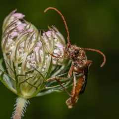 Ladder-marked Longhorn Beetle thumbnail 4