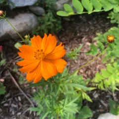 Yellow Cosmos thumbnail 3
