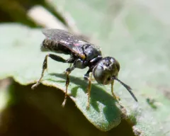 Plenoculus propinquus thumbnail 2