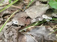 Mycena odorifera thumbnail 2