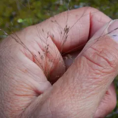 Rough Bentgrass thumbnail 3