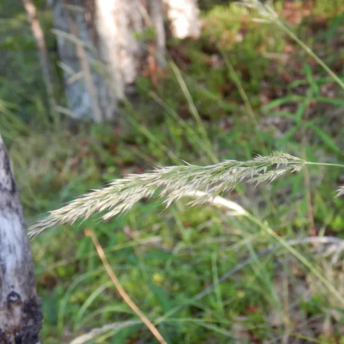 Purple Reedgrass