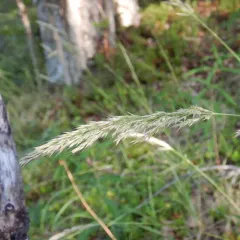 Purple Reedgrass thumbnail 1