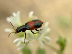 Collops versatilis thumbnail 3