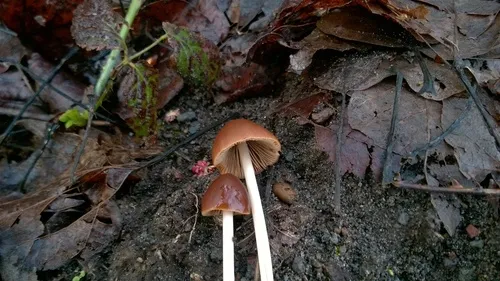Psathyrella atrospora