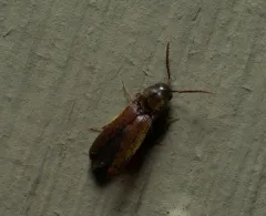 Dirrhagofarsus ernae thumbnail 3