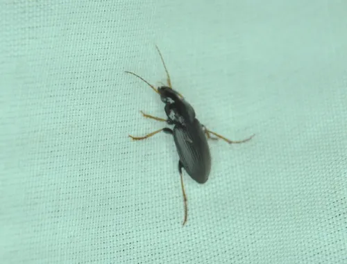 Silky Harp Ground Beetle