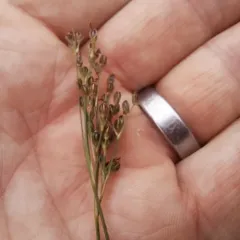 Saltmeadow Rush thumbnail 2