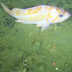 Canary Rockfish thumbnail 4