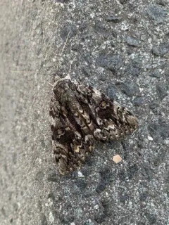 Tearful Underwing thumbnail 3