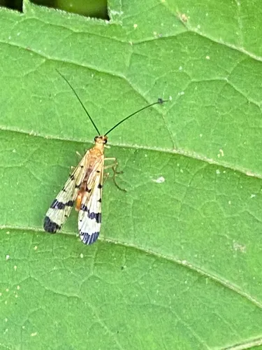 Panorpa claripennis