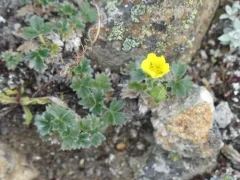 Jurtzev's Cinquefoil thumbnail 3