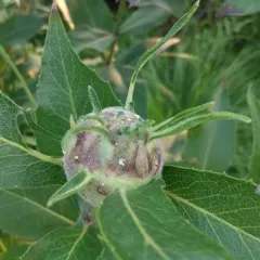 Apical Rosinweed Gall Wasp thumbnail 2