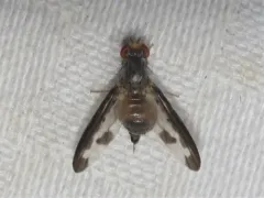 Palloptera setosa thumbnail 2