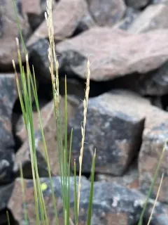 little ricegrass thumbnail 3
