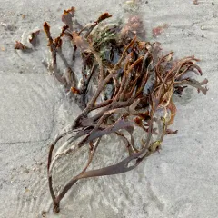 Hairy Sea-mat thumbnail 4