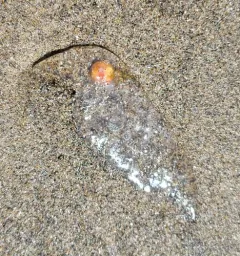 Common Salp thumbnail 3