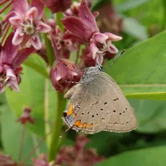 Acadian Hairstreak thumbnail 4