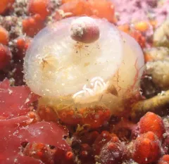 Disc-top Tunicate thumbnail 3