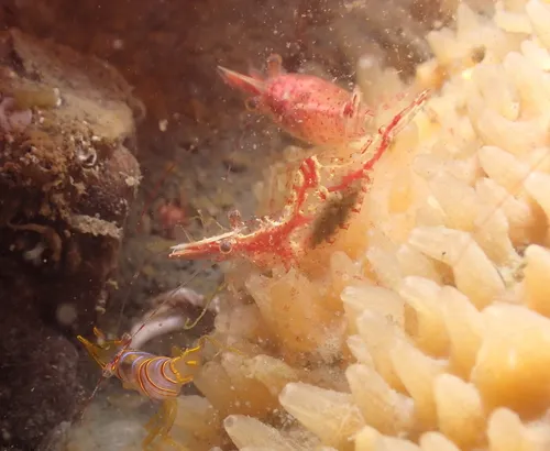 Kincaid Coastal Shrimp