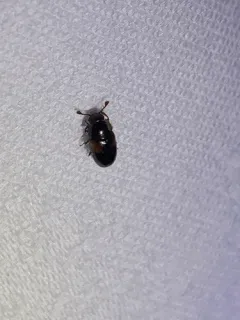 Dacne quadrimaculata thumbnail 3