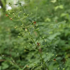 late figwort thumbnail 4