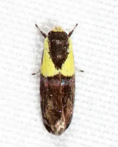 Yellow-vested Moth thumbnail 2
