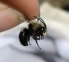 Blueberry Digger Bee thumbnail 2