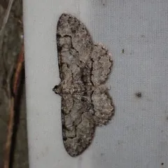 Pale-winged Gray thumbnail 2