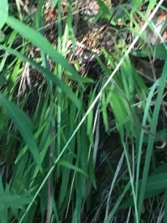 Yukon Fleabane thumbnail 3