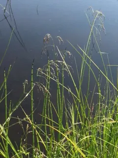 Mackenzie Valley Mannagrass thumbnail 3