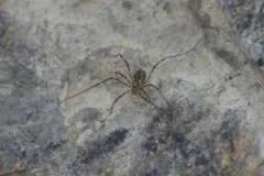 Liopilio yukon thumbnail 2