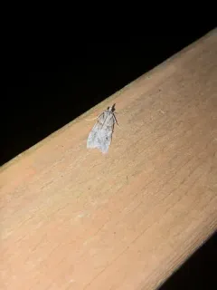 Scoparia palloralis thumbnail 2