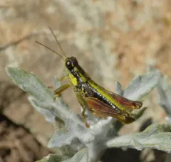 Cascade Timberline Grasshopper thumbnail 1