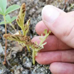 slender moonwort thumbnail 3
