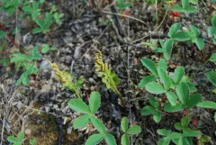 Alaska moonwort thumbnail 2