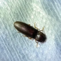 Prosternine Click Beetle thumbnail 2