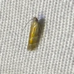 Orange Stripe-backed Moth thumbnail 2
