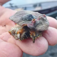 Pinto Abalone thumbnail 2