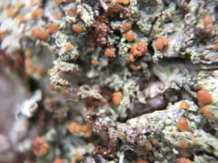 Spring Dot Lichen thumbnail 2