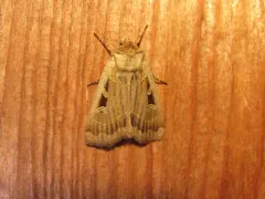 Pseudohermonassa flavotincta thumbnail 2