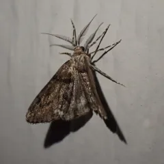 Dyar's Looper Moth thumbnail 1