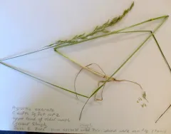 Pacific bentgrass thumbnail 1