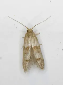 Blastobasis pulchella thumbnail 2