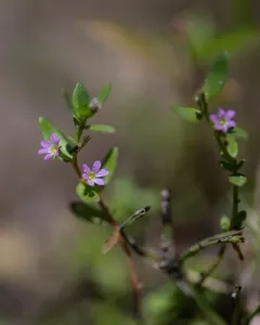 Hyssop Loosestrife thumbnail 2